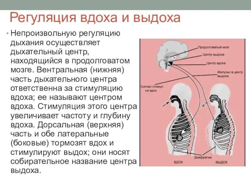 Механизмы вдоха и выдоха. Дыхательный центр.. Дыхательные движения регуляция дыхания схема. Регуляция дыхания дыхательный центр. Регуляция дыхания рефлекторная регуляция дыхания. Между вдохом и выдохом текст