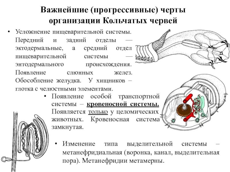 Черты усложнения организации. Усложнение пищеварительной системы. Передний средний и задний отделы пищеварительной системы. Прогрессивные черты организации кольчатых червей. Пищеварительная система кольчатых червей происхождение отделов.