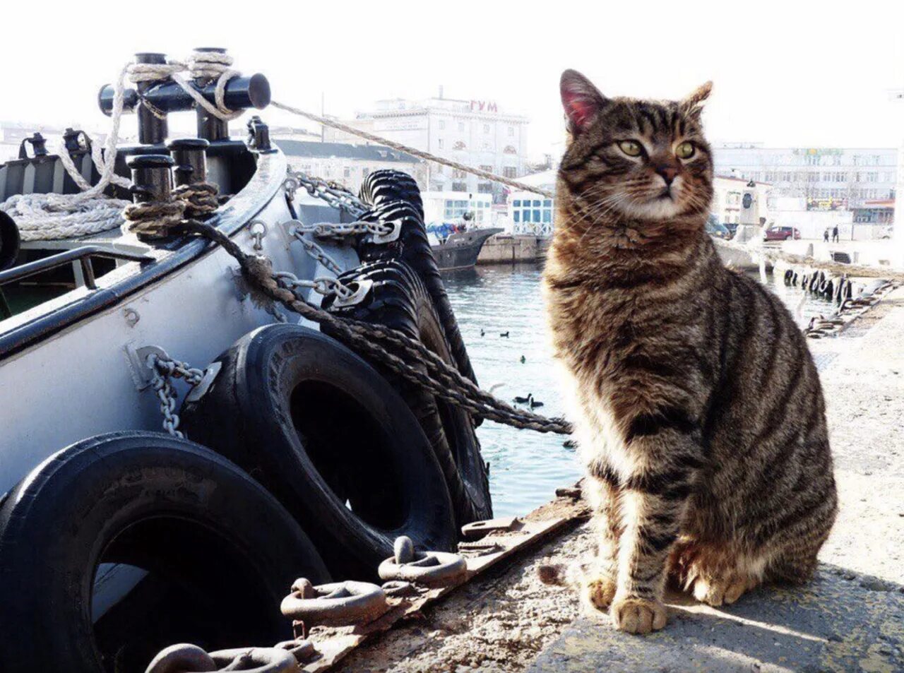 Корабельный кот. Кот матрос в Севастополе. Корабельные коты. Коты в порту. Севастопольские коты.