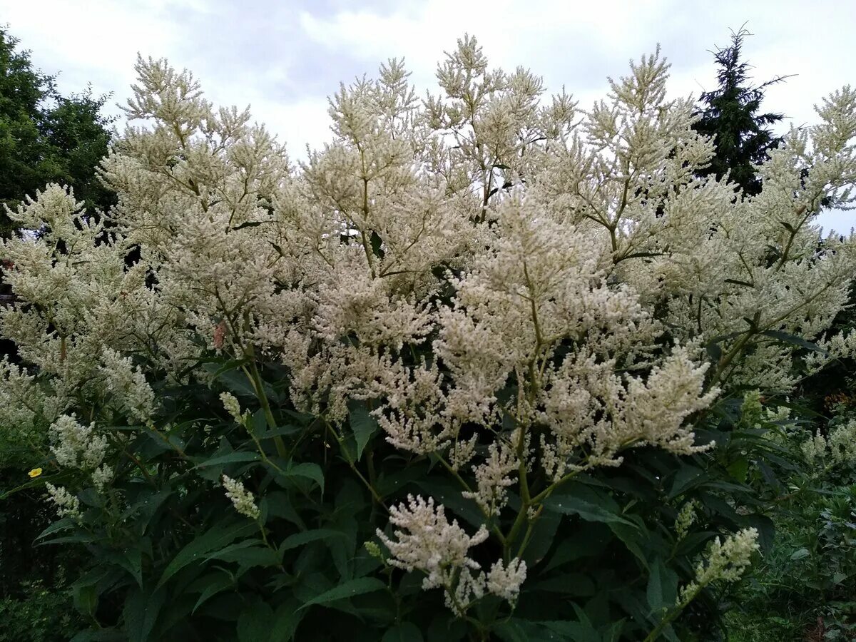 Горец метельчатый куст. Горец Персикария изменчивый. Горец полиморфный. Горец изменчивый полиморфный.