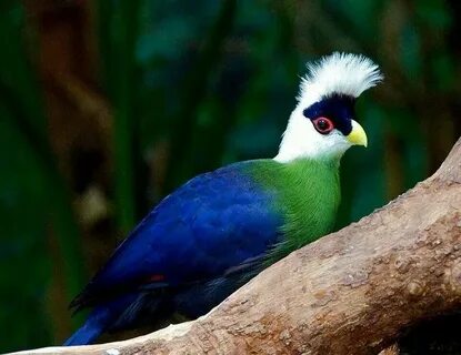 White crested