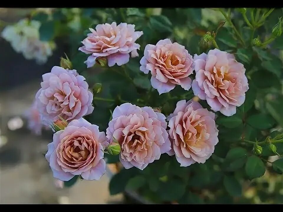 Роза аои фото и описание Роза Аой (флорибунда). Aoi Жигулевские саженцы