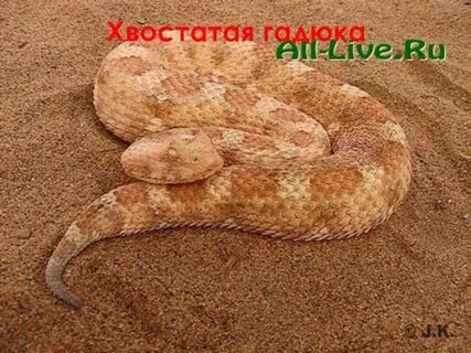 Гадюка паук
