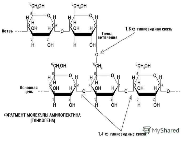 3 гидролиз гликозидных связей в молекуле гликогена. Хондроитин 6 сульфат формула. Формулы нуклеотидов биохимия. Хондротинсульфат 4 строение. 3 гидролиз гликозидных связей в молекуле гликогена.
