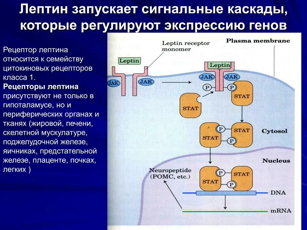 Ощущение возникают при рецепторов. Лептин. Лептиновые рецепторы. Механизм действия лептина. Рецептор лептина.