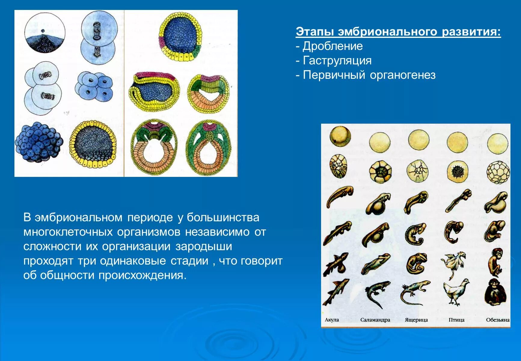 Этапы эмбрионального развития гаструляция. Стадия дробления эмбриогенеза. Онтогенез гаструляция. Этапы дробления и гаструляции.