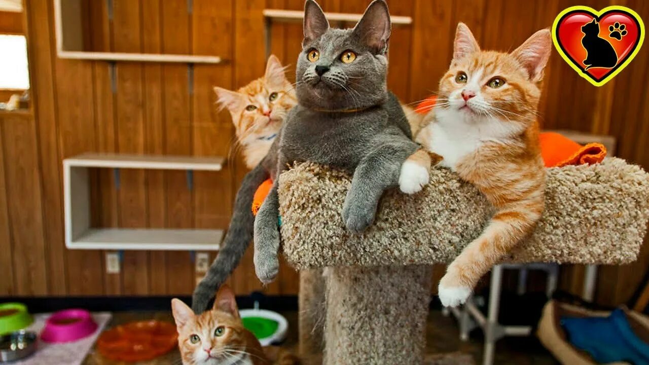 Домашние кошки. Коты в доме. Дом для кошки. Дом для котика. Кошки дома картинки