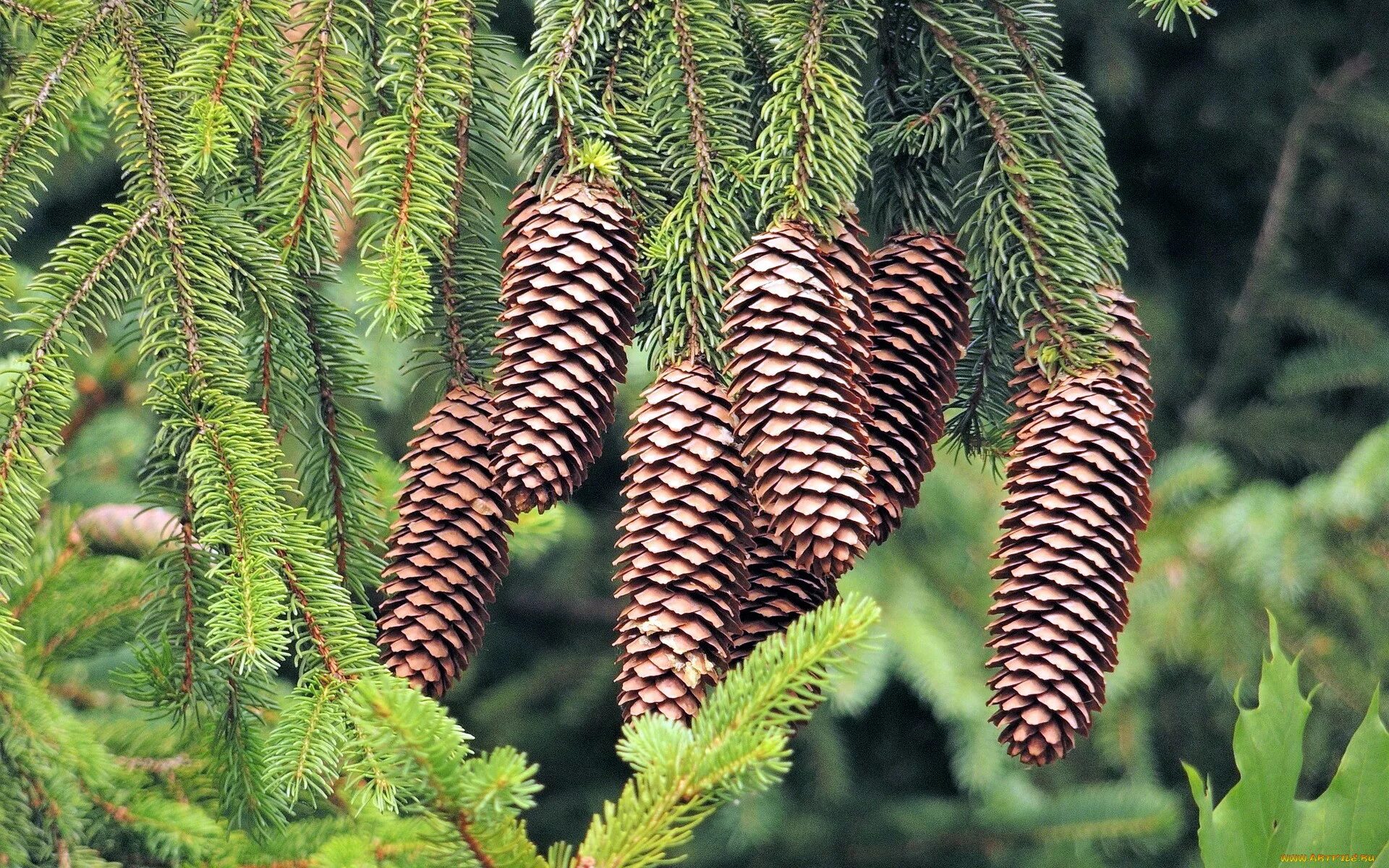 Ель Сибирская Picea obovata. Ель обыкновенная Максвелли. Пихта Блауэр Пфиф. Ель обыкновенная elegans.