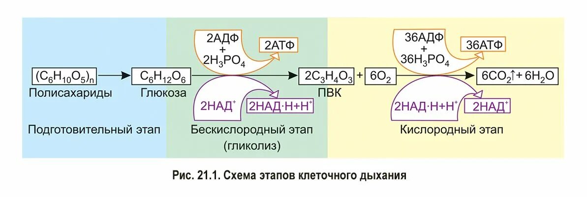 Клеточное дыхание гликолиз. Клеточное дыхание схема ЕГЭ. Схема клеточного дыхания в митохондриях. Схема кислородного этапа клеточного дыхания.