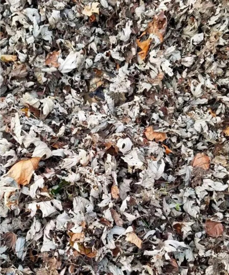 Где найти кота. Найди кота. найдите кота. найди котов. найдите кота на картинке.