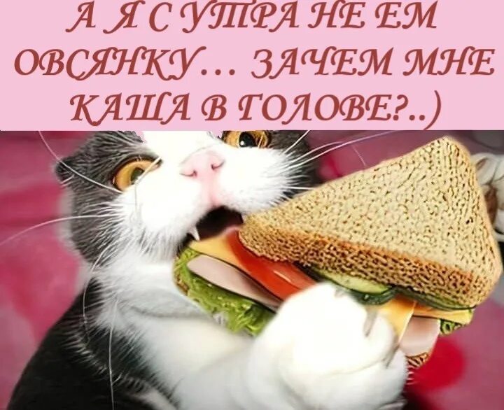 Eat my sandwich stupid car. You may eat your sandwich. Lets make a sandwich song. Eat a sandwich. Девушка ест сэндвич.