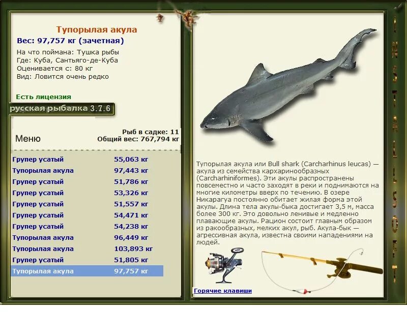 сколько весит большая акула