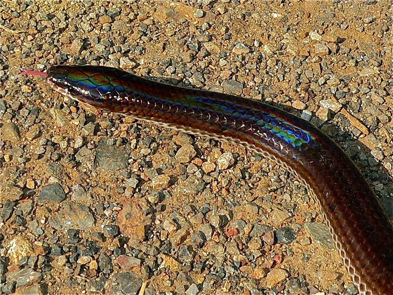 Змейка на солнце. Xenopeltis Unicolor. Xenopeltis hainanensis. Лучистая змея. Лучистый полоз Радужный.
