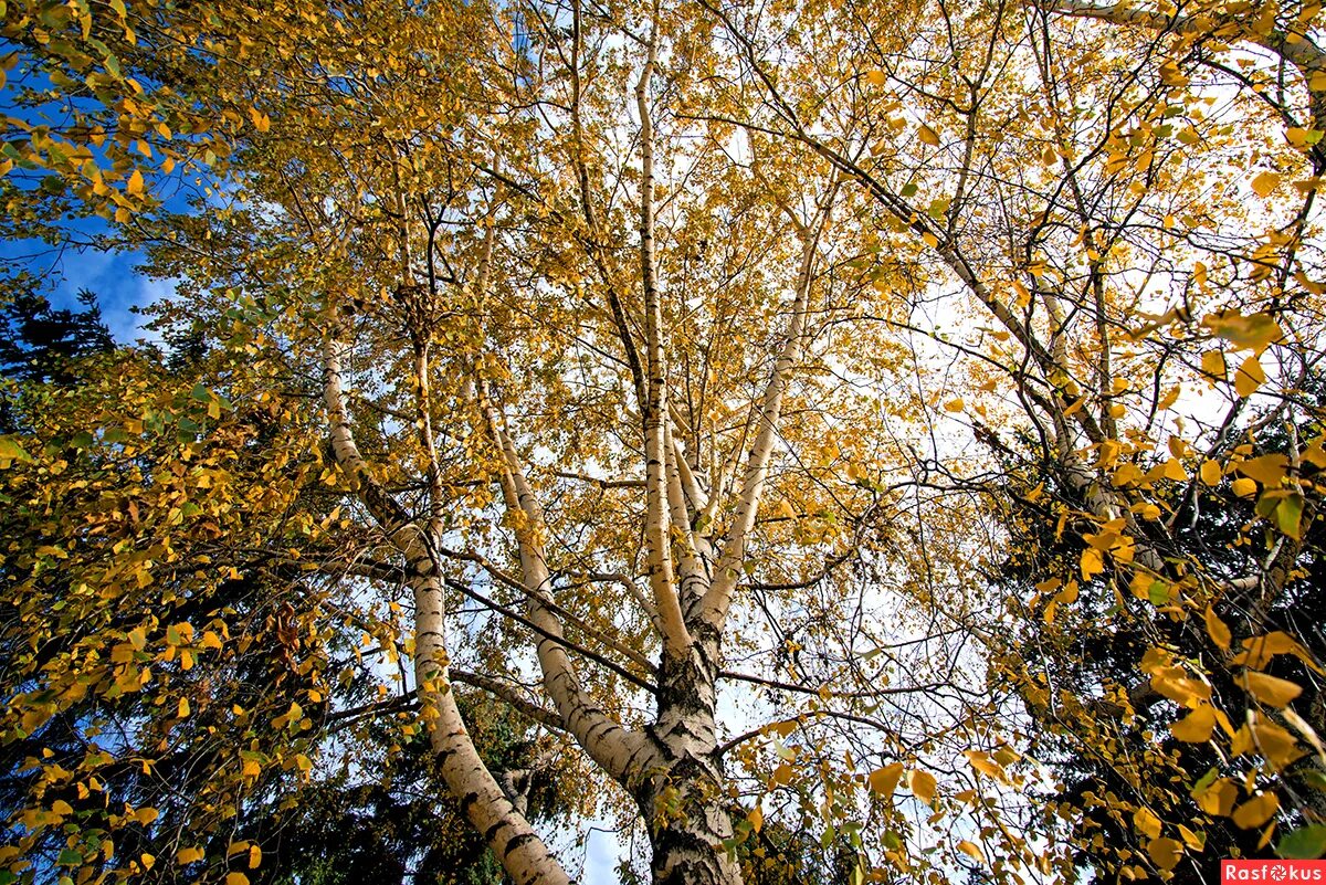 осенние листья анимация. лист на ветру. журчат ручьи. осень листопад. шуршат осенние листочки.