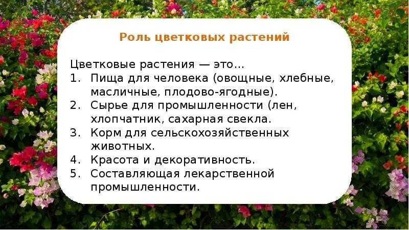 Сообщение о цветковом растении. Доклад о цветковых растениях. роль цветковых растений. цветковые растения доклад. сообщение на тему цветковые растения.