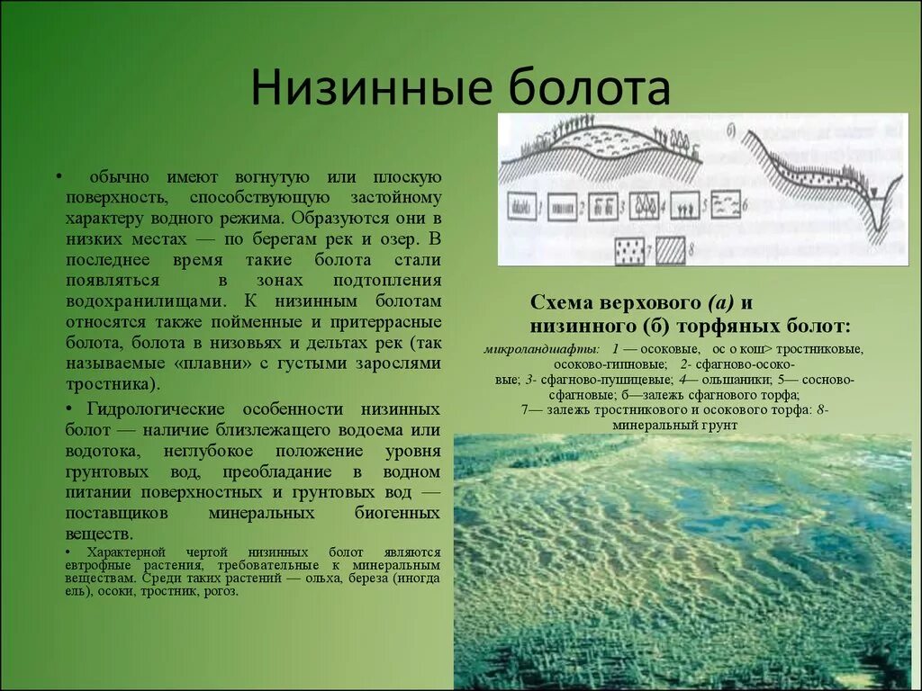 Видовой состав болота. Низинные болота. Низинные болота болота. Воды суши болота. Особенности низинных болот.