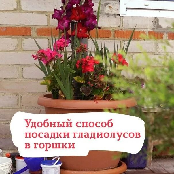 Посадка гладиолусов весной в кашпо для улицы. Посадка гладиолусов в горшки. посадка гладиолусов в вазоны. гладиолусы в горшках. гладиолусы посадка в горшках.
