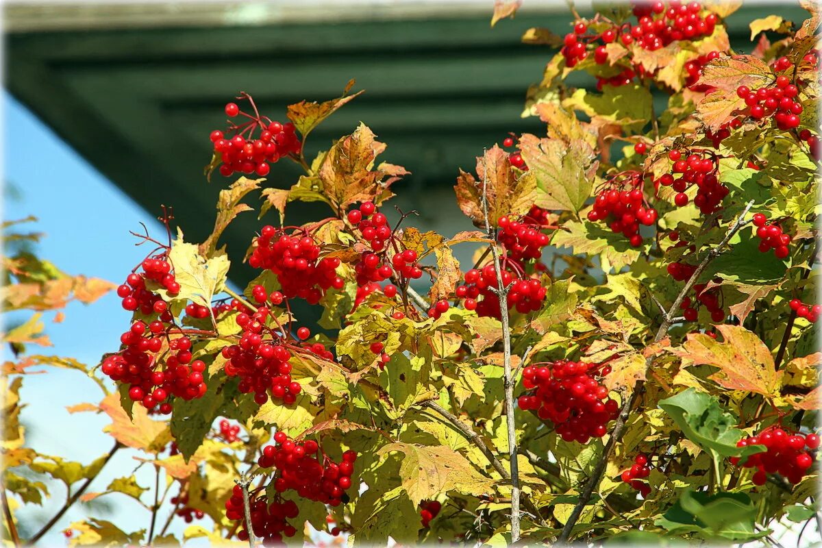 Цветёт калина у дома. Калина пирамидальная куст. Фотосессия в цветущем саду. Ах калина красная. Калина девушка.