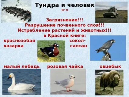 Красная книга природных зон