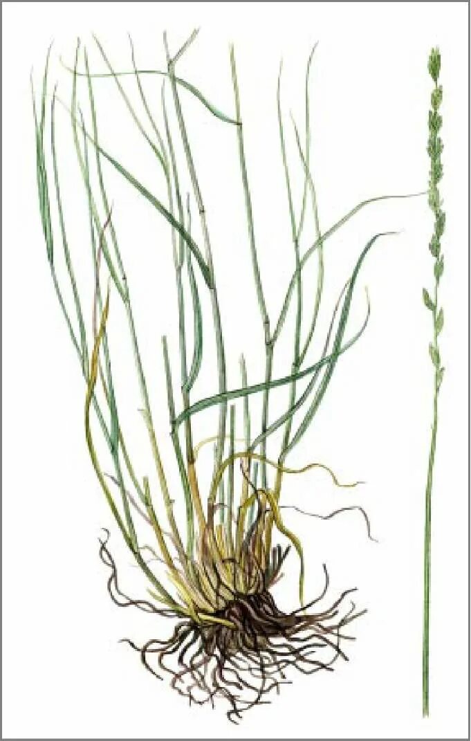 Серая крыса зубр уссурийский тигр пырей ползучий. Agropyron repens фото. Пырей ползучий побег. Ежовник, пырей, овсюг. Пырей ковылелистный.