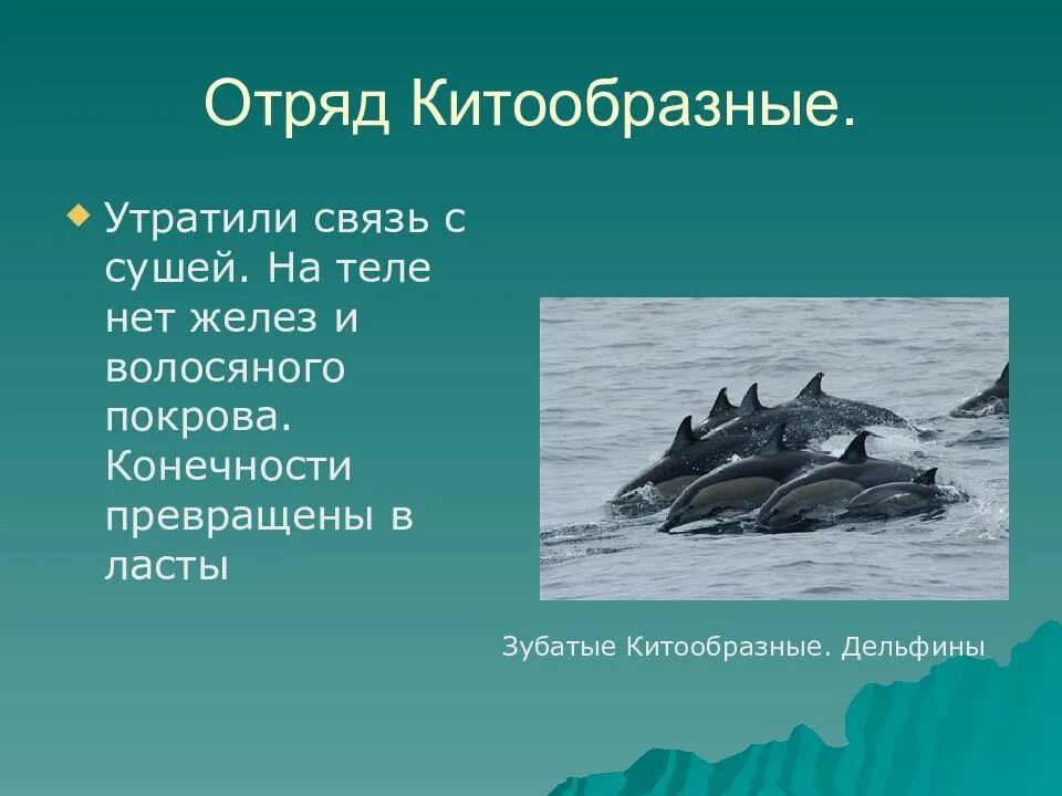 Отряд китообразные (Cetacea). Китообразные волосяной Покров. Отряды млекопитающих китообразные. Характеристика отряда китообразные.