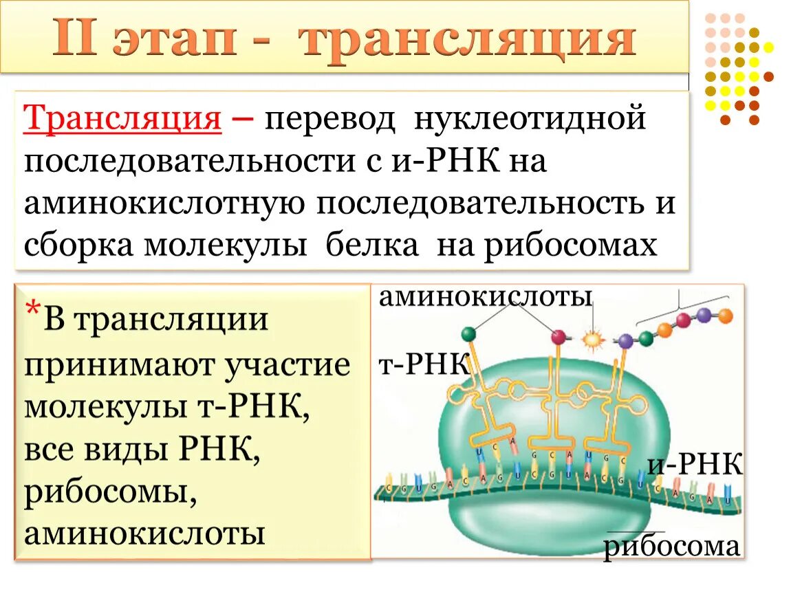 Второй этап трансляции. Синтез белка на рибосомах. Трансляция Биосинтез белка. Трансляция Синтез белковой молекулы. Последовательность трансляции.