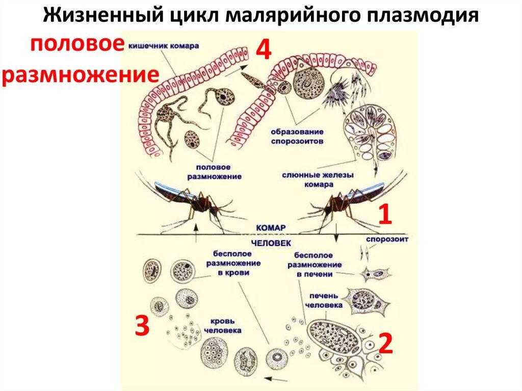 Размножение и развитие малярийного плазмодия