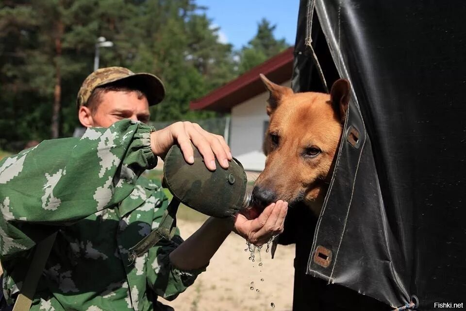 Служба дозор. Пограничник с собакой. Собака на границе. Пограничный наряд дозор. Пограничник на границе.