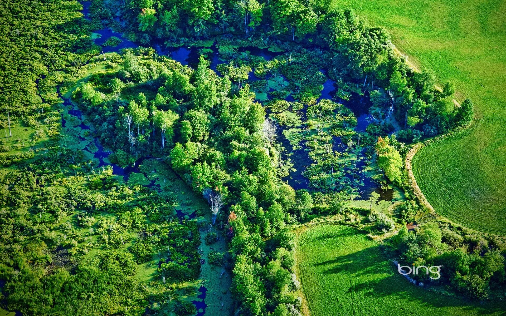 World bing. Земля с высоты птичьего полета. Лес сверху. Природа с птичьего полета. Земля - вид сверху.