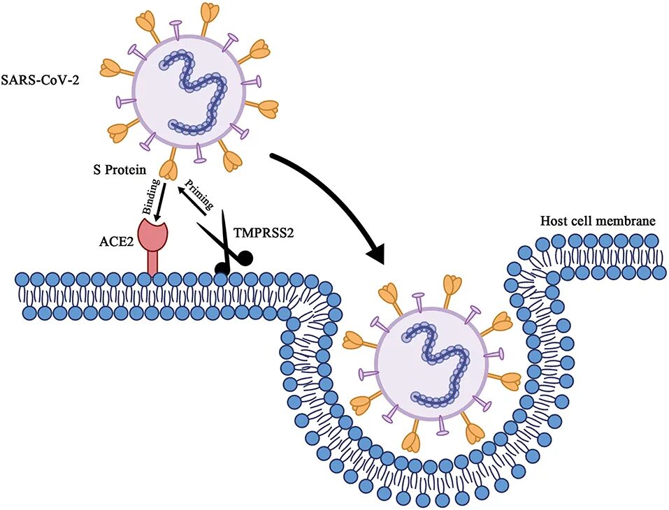 Механизм проникновения SARS-cov-2 в клетки. Коронавирус строение Covid 19. SARS coronavirus 2 РНК. Коронавирус строение вириона. Коронавирус дон