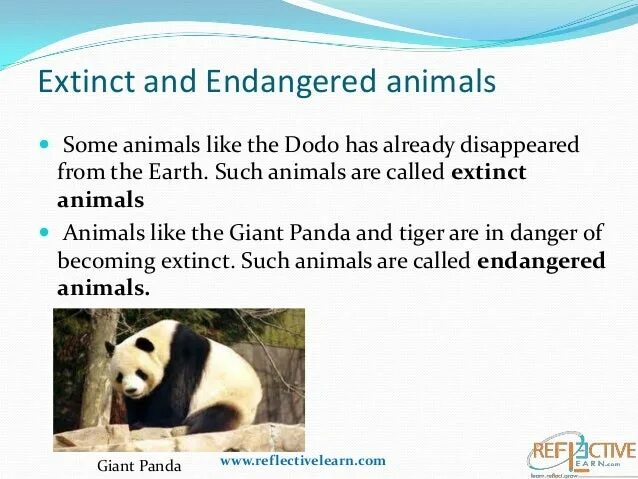 Release reduce adopt reusable endangered species. Extinct animals and endangered animals таблица. Endangered animals reasons. How protect endangered animals. Giant Panda essay.