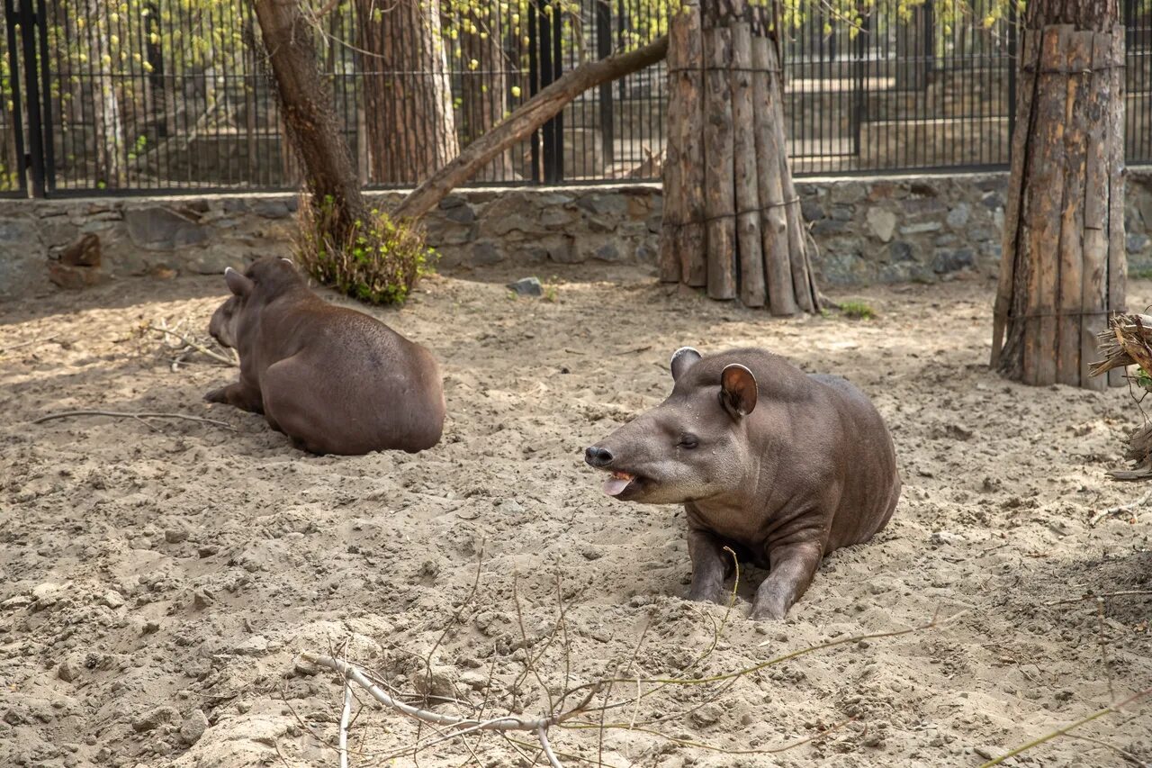 Тапир в московском зоопарке. Нюрнбергский зоопарк. Tapirus terrestris. Баобаб – тапир – пума. Тапир ленинградский зоопарк.
