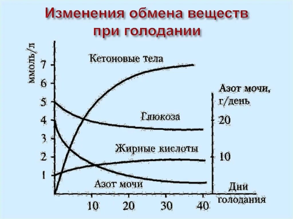 Изменение основного обмена. Изменение обмена веществ при голодании. метаболизм при голодании. изменения гормонального статуса и метаболизма при голодании.. схема метаболизма при голодании.
