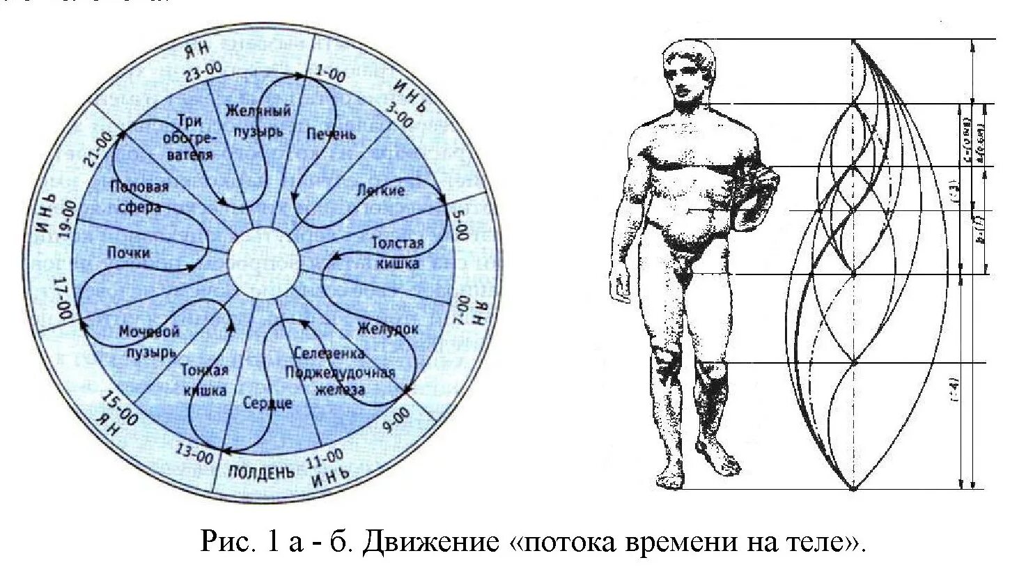 Меридианы человека китайская. 12 Энергетических меридианов человека. 12 Меридианов человека по китайской медицине. Энергетические меридианы человека китайская медицина. Меридианы человека схема и направления китайская медицина.