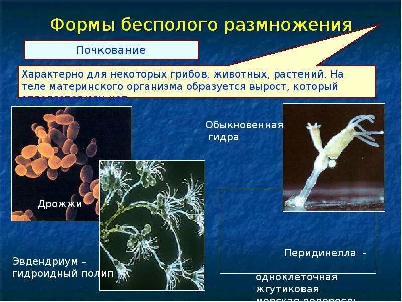 Презентация формы размножения животных 8 класс биология. Бесполое размножение. Бесполое размножение организмов. Формы бесполого размножения. Формы без полого размножения.