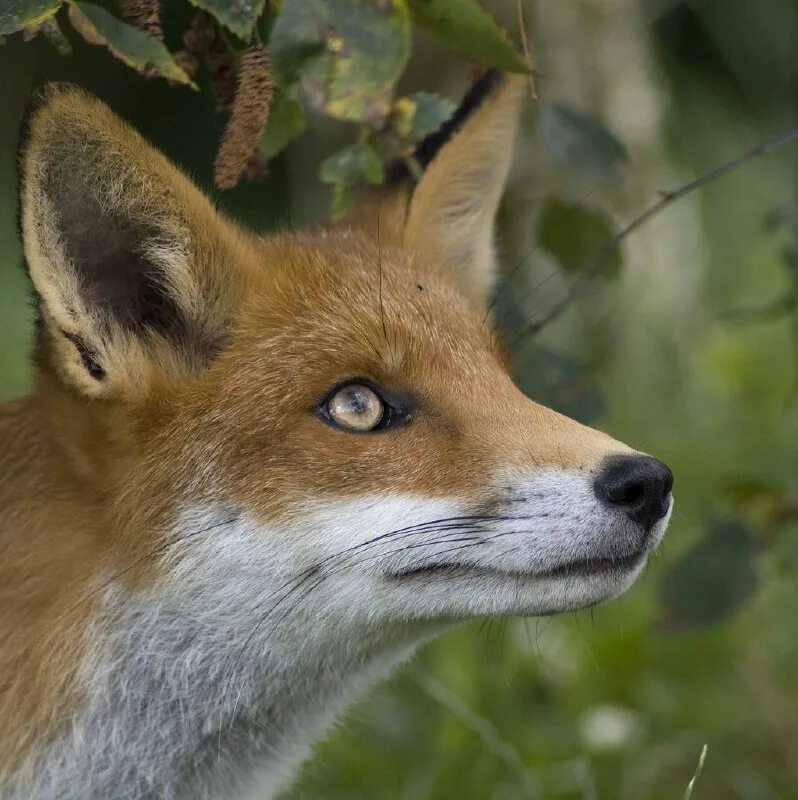 лиса-лисавета. лиса огневка камчатка. кьют фокс. лисьи имена. лиса.