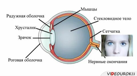 Мышцы радужки