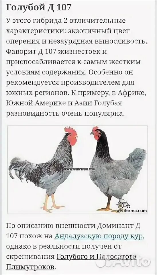 Доминант 107 фото описание. Куры несушки чешский доминант. Куры несушки доминант д107. Чешский доминант д 107 голубой. Чешский доминант д107.