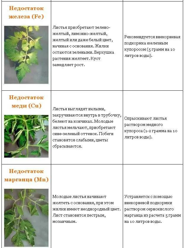 Вредители рассады томатов описание с фотографиями. Нехватка микроэлементов у томатов. Нехватка элементов и болезни по листу у томатов. Томаты. Таблица болезни листьев. Болезни томатов по листу описание с фотографиями.