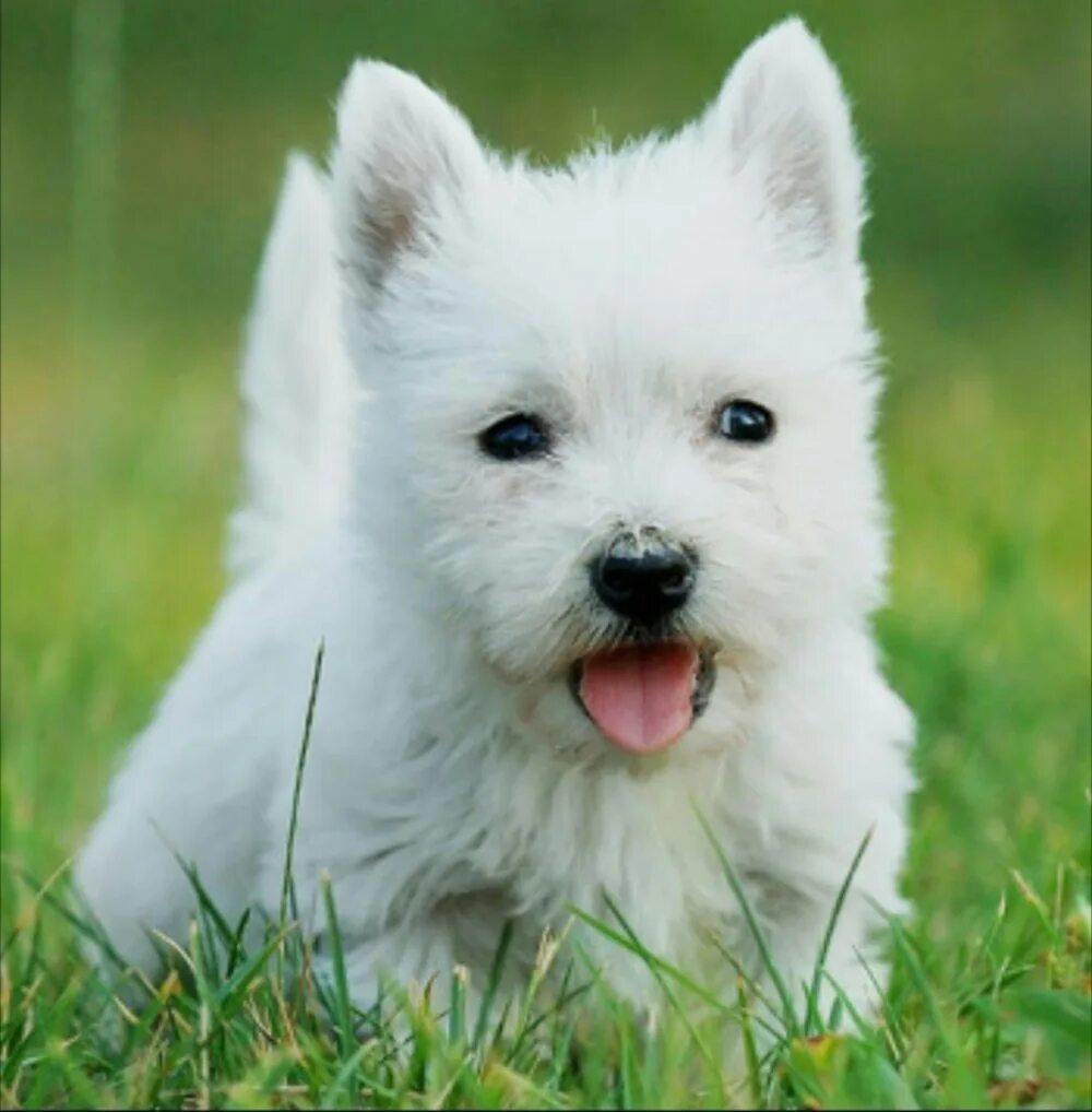 крошечный белый. мальтийская болонка. померанский шпиц белый мини. бишон вест-хайленд-уайт-терьер. померанский шпиц альбинос.