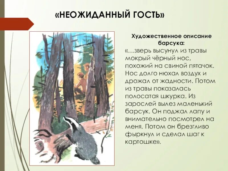 План барсучий нос Паустовский 3 класс. План по рассказу барсучий нос 3 класс. Барсучий нос Паустовский план.