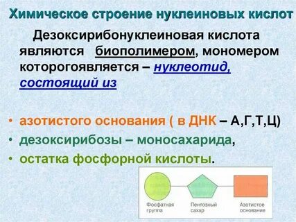Выберите функции нуклеиновых кислот транспорт кислорода