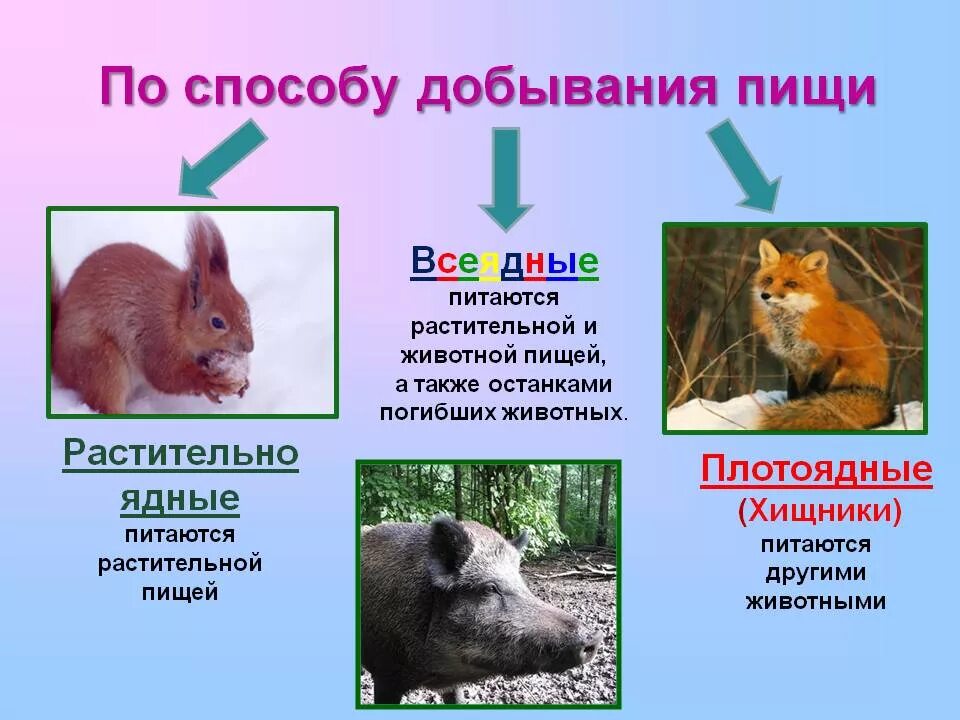 Питание животных. Способы добывания пищи животными. Способы питания животных. Питание животных презентация.