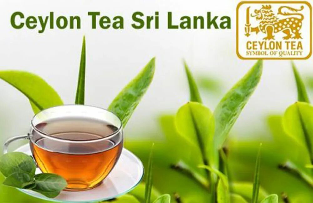 Зеленый чай шри ланка. Цейлонский чай. Цейлонский чай зеленый. Чай Шри Ланка. Цейлонский чай фон.