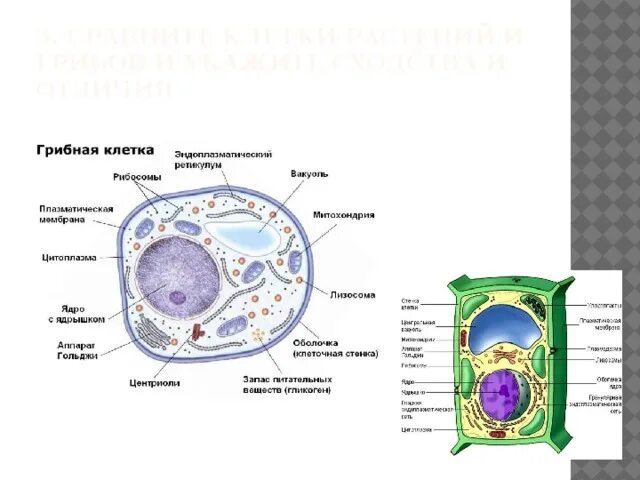 Грибная клетка отличия от растительной. Лабораторная работа по биологии 10 класс сравнение строений клеток. Лабораторная строение растительной клетки. Растительная животная и грибная клетка. Отличие в строение клетки гриба.