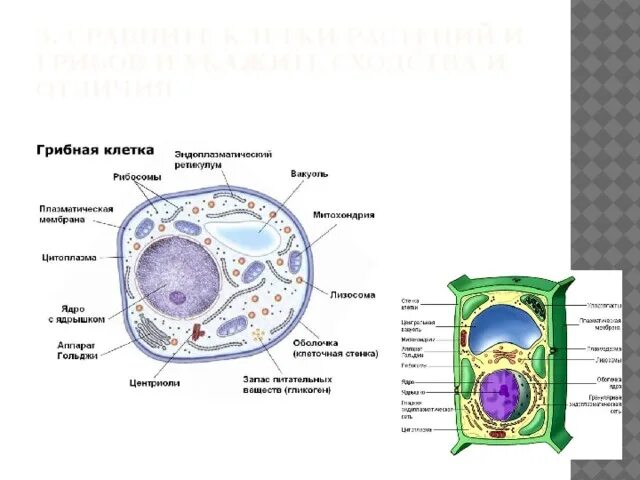 Сравнение клетки грибов растений животных. Лабораторная работа по биологии 10 класс сравнение строений клеток. Лабораторная строение растительной клетки. Растительная животная и грибная клетка. Отличие в строение клетки гриба.