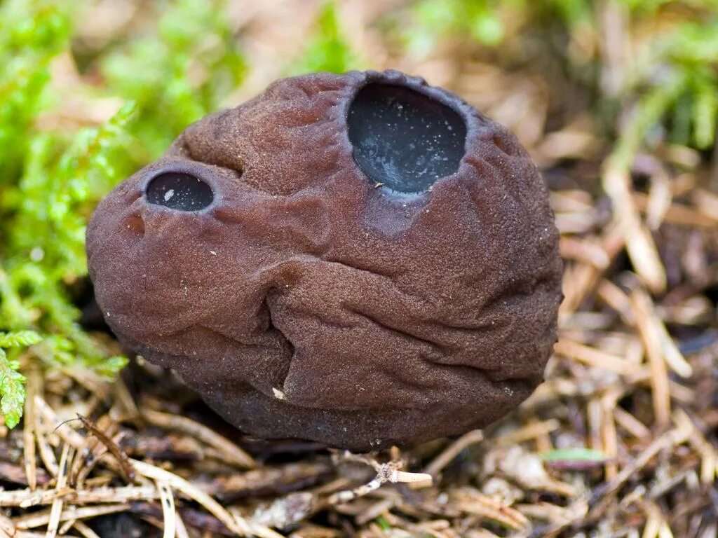 Саркосома шаровидная фото и описание. Саркосома шаровидная Sarcosoma globosum. Саркосома шаровидная гриб. Саркосома шаровидная Sarcosoma globosum (Schmidel) Rehm. Молодильный гриб Саркосома.