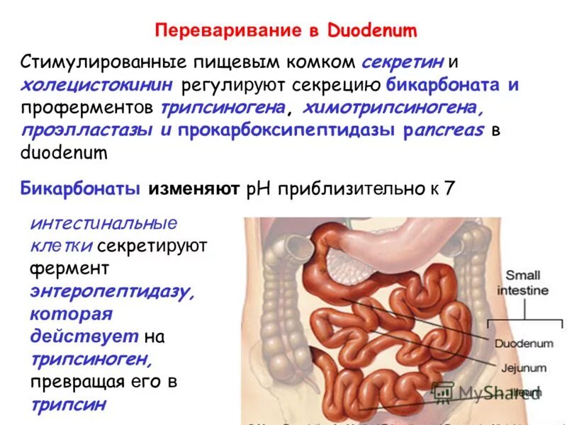 Какие органы вырабатывают белки