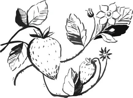Strawberries 12 Illustration - Clip Art Library