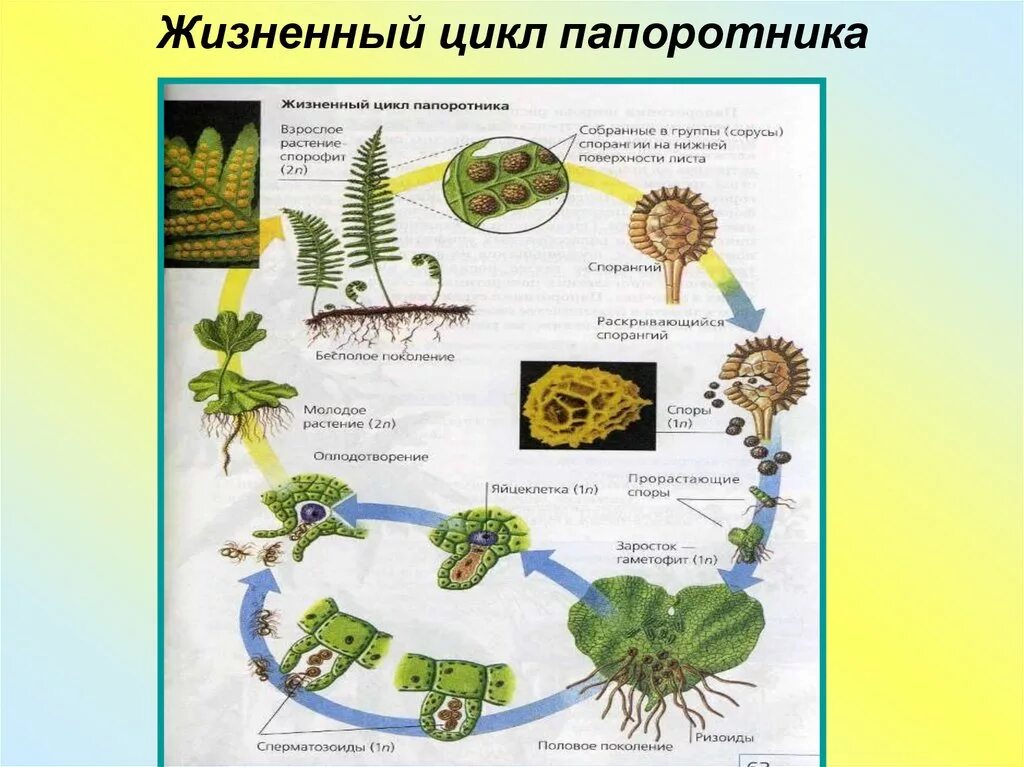 Жизненный цикл папоротника какое общее свойство